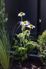2026_07_10_Gartenprojekt_Friedingen_MG_5255_web